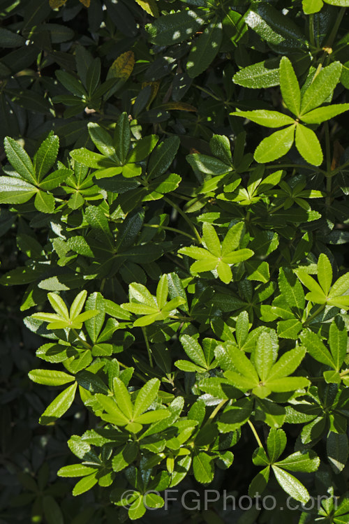 Whitey-wood or Wirewood (<i>Acradenia frankliniae</i>), an evergreen citrus family shrub native to western Tasmania. It grows to around 25m high x 15m wide, has aromatic dark green foliage and in spring produces heads of small white flowers. The effect is rather like the far more widely cultivated Mexican Orange Blosssom (<i>Choisya ternata</i>) but with a more restrained growth habit and darker, thicker leaves. It is one of two species in the genus. Order: Sapindales, Family: Rutaceae