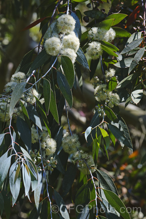 Risdon. Peppermint (<i>Eucalyptus risdonii</i>), an evergreen tree up to 10m tall that occurs naturally in a small area of southern Tasmania. Its grey-green leaves are up to 50mm and its white flowers, which open in late spring to summer, occur in clusters and are quite conspicuous and showy. Order: Myrtales, Family: Myrtaceae