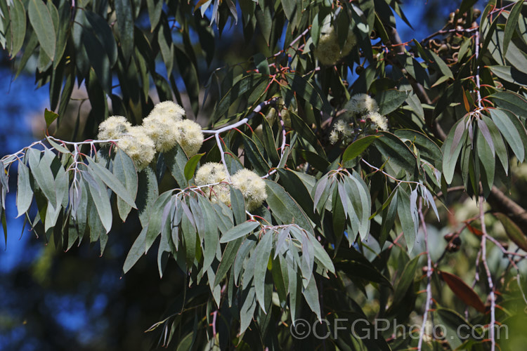 Risdon. Peppermint (<i>Eucalyptus risdonii</i>), an evergreen tree up to 10m tall that occurs naturally in a small area of southern Tasmania. Its grey-green leaves are up to 50mm and its white flowers, which open in late spring to summer, occur in clusters and are quite conspicuous and showy. Order: Myrtales, Family: Myrtaceae