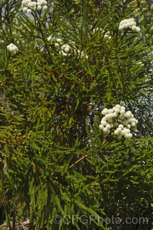 Berzelia lanuginosa, an evergreen 2m high. South African shrub with soft needle-like leaves. The individual flowers are very small but densely packed in spherical heads about 1cm in diameter. berzelia-2600htm'>Berzelia. <a href='bruniaceae-plant-family-photoshtml'>Bruniaceae</a>.