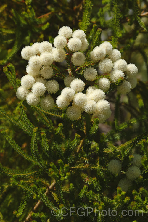 Berzelia lanuginosa, an evergreen 2m high. South African shrub with soft needle-like leaves. The individual flowers are very small but densely packed in spherical heads about 1cm in diameter. berzelia-2600htm'>Berzelia. <a href='bruniaceae-plant-family-photoshtml'>Bruniaceae</a>.