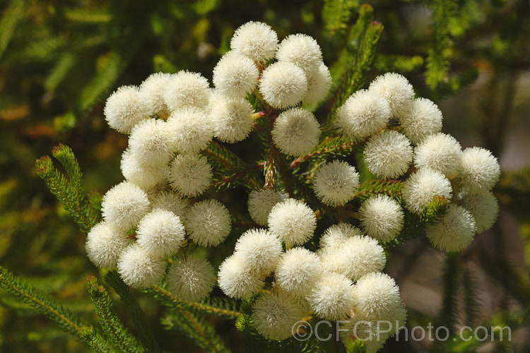 Berzelia lanuginosa, an evergreen 2m high. South African shrub with soft needle-like leaves. The individual flowers are very small but densely packed in spherical heads about 1cm in diameter. berzelia-2600htm'>Berzelia. <a href='bruniaceae-plant-family-photoshtml'>Bruniaceae</a>.