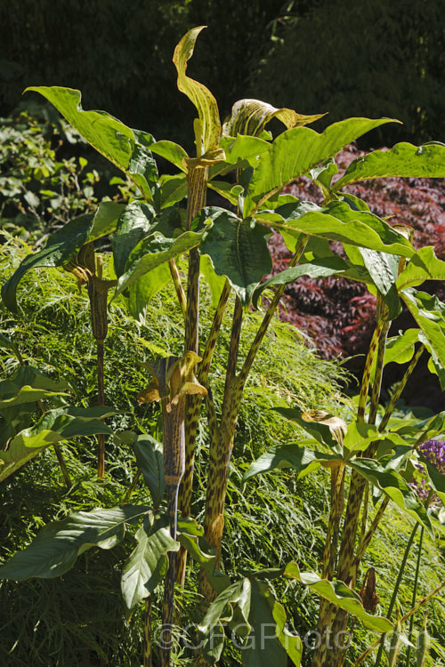 Cobra Lily (<i>Arisaema nepenthoides</i>), a spring- to early summer-flowering bulb that occurs naturally in the Himalayas at elevations of 2300-3300m. It has large, lustrous leaves, and flower stems to over 15m tall Orange to red fruits follow. Order: Alismatales, Family: Araceae