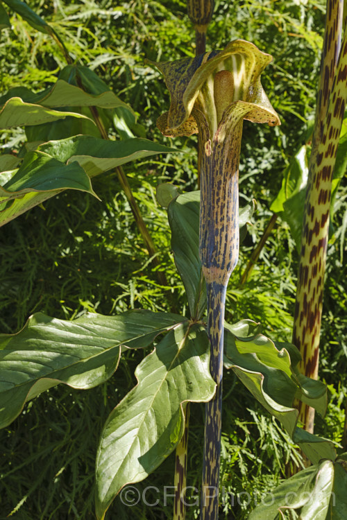 Cobra Lily (<i>Arisaema nepenthoides</i>), a spring- to early summer-flowering bulb that occurs naturally in the Himalayas at elevations of 2300-3300m. It has large, lustrous leaves, and flower stems to over 15m tall Orange to red fruits follow. Order: Alismatales, Family: Araceae