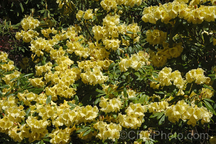 Rhododendron 'Gold Mohur' ('Day. Dream' x 'Margaret Dunn'), a spectacular hybrid raised by Brandt of the United States. Its flowers occur in trusses of up to 12 blooms and its light green foliage has slightly rolled edges. It received an ARS award in 1955