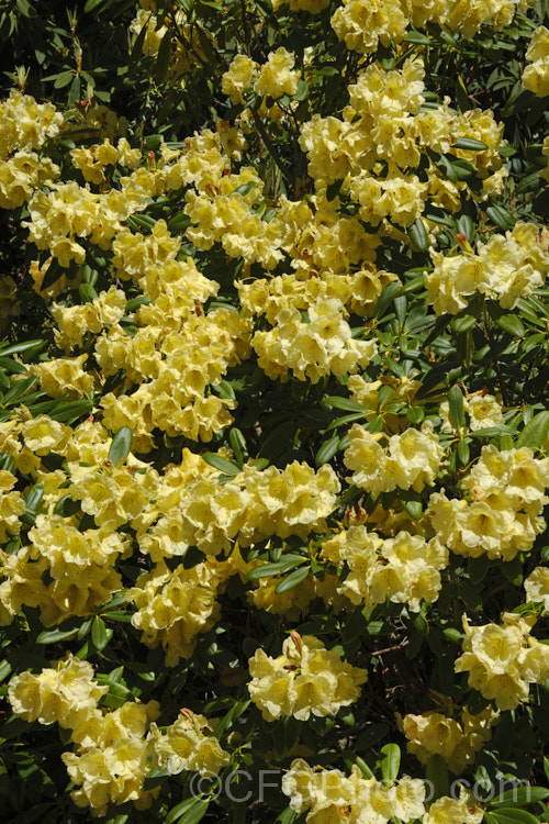 Rhododendron 'Gold Mohur' ('Day. Dream' x 'Margaret Dunn'), a spectacular hybrid raised by Brandt of the United States. Its flowers occur in trusses of up to 12 blooms and its light green foliage has slightly rolled edges. It received an ARS award in 1955