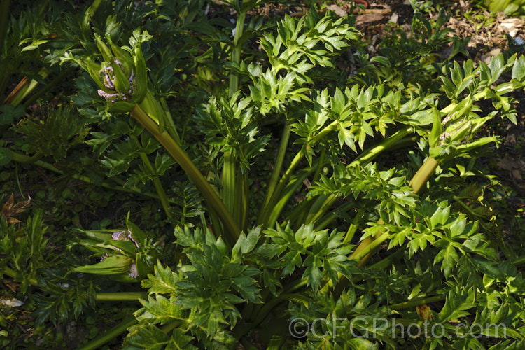 CampbellIsland Carrot (<i>Anisotome latifolia</i>), an evergreen umbelliferous perennial that is one of the megaherbs of Auckland and CampbellIslands, where it can be quite abundant. It produces showy pink flowerheads in summer. anisotome-2341htm'>Anisotome.