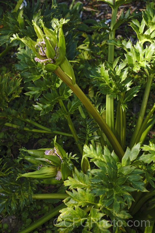 CampbellIsland Carrot (<i>Anisotome latifolia</i>), an evergreen umbelliferous perennial that is one of the megaherbs of Auckland and CampbellIslands, where it can be quite abundant. It produces showy pink flowerheads in summer. anisotome-2341htm'>Anisotome.