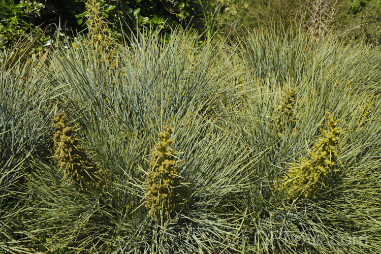 Common Speargrass (<i>Aciphylla squarrosa</i>), a fiercely spiny, summer-flowering perennial native to New Zealand and found mainly in subalpine grasslands. It is evergreen in mild conditions. Order: Apiales, Family: Apiaceae