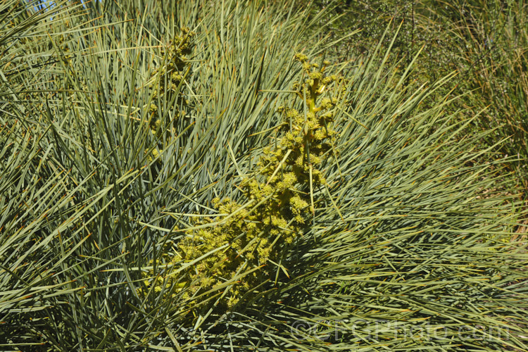 Common Speargrass (<i>Aciphylla squarrosa</i>), a fiercely spiny, summer-flowering perennial native to New Zealand and found mainly in subalpine grasslands. It is evergreen in mild conditions. Order: Apiales, Family: Apiaceae