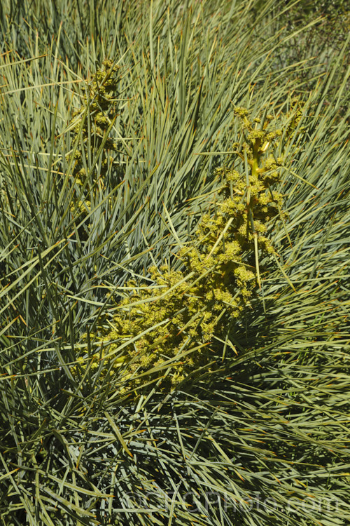 Common Speargrass (<i>Aciphylla squarrosa</i>), a fiercely spiny, summer-flowering perennial native to New Zealand and found mainly in subalpine grasslands. It is evergreen in mild conditions.  Order: Apiales, Family: Apiaceae