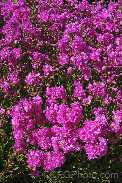 Lychnis viscaria 'Splendens. Plena', a double-flowered cultivar of a short-lived. European perennial that is usually grown as an annual. Garden strains occur in a range of blue, mauve and magenta shades. lychnis-3110htm'>Lychnis. Order: Caryophyllales, Family: Caryophyllaceae