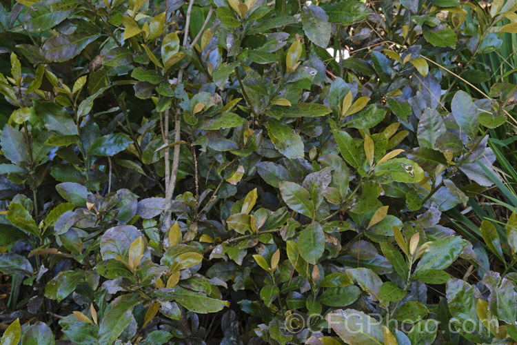 Oak-leaved Toropapa (<i>Alseuosmia quercifolia</i>), an evergreen shrub native to the lowland forests of the North Island of New Zealand Its leathery leaves are up to 100mm long ans the plant produces small, tubular, pink to red flowers that develop into red fruits. alseuosmia-3697htm'>Alseuosmia. <a href='alseuosmiaceae-plant-family-photoshtml'>Alseuosmiaceae</a>.