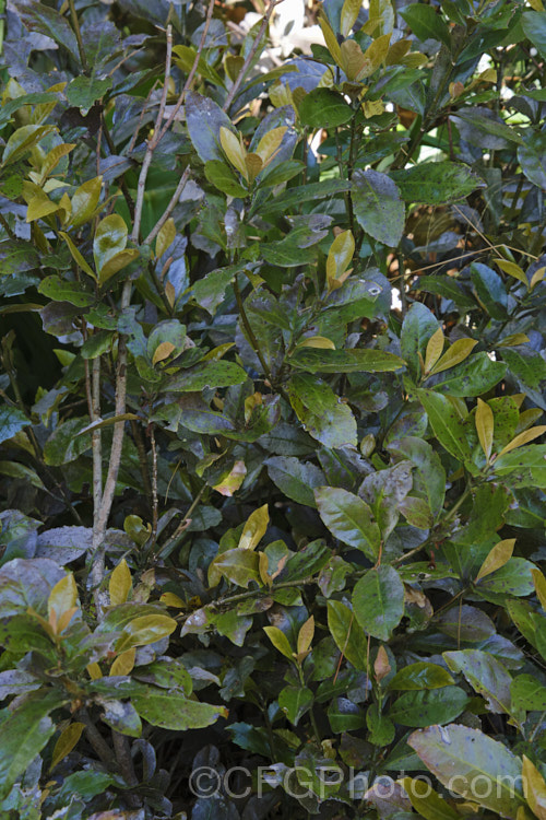 Oak-leaved Toropapa (<i>Alseuosmia quercifolia</i>), an evergreen shrub native to the lowland forests of the North Island of New Zealand Its leathery leaves are up to 100mm long ans the plant produces small, tubular, pink to red flowers that develop into red fruits. alseuosmia-3697htm'>Alseuosmia. <a href='alseuosmiaceae-plant-family-photoshtml'>Alseuosmiaceae</a>.