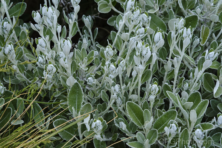 Brachyglottis greyii (syn. Senecio greyii</i>) with rapidly developing flowerheads. This a tough, silver-leafed, evergreen shrub is native to New Zealand It grows to around 15m high x 2m wide, blooms heavily in early summer, with masses of bright yellow daises, and is very useful for windy seaside gardens. brachyglottis-2162htm'>Brachyglottis.