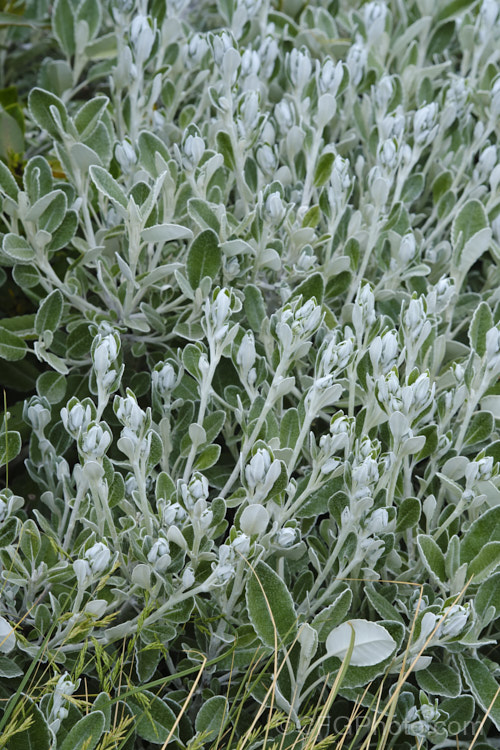 Brachyglottis greyii (syn. Senecio greyii</i>) with rapidly developing flowerheads. This a tough, silver-leafed, evergreen shrub is native to New Zealand It grows to around 15m high x 2m wide, blooms heavily in early summer, with masses of bright yellow daises, and is very useful for windy seaside gardens. brachyglottis-2162htm'>Brachyglottis.