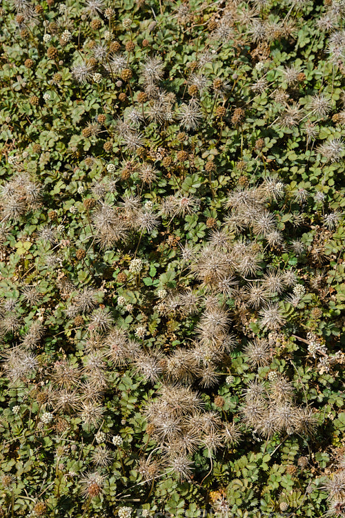 Piripiri (<i>Acaena anserinifolia</i>), a prostrate, spreading, evergreen groundcover. It is native to New Zealand, where it occurs over much of the country. Its heads of tiny white flowers are followed by tan-coloured burrs. Order: Rosales, Family: Rosaceae