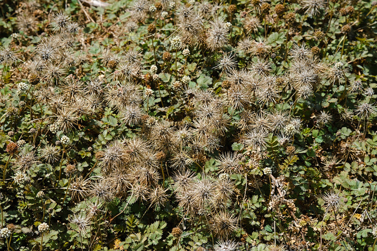 Piripiri (<i>Acaena anserinifolia</i>), a prostrate, spreading, evergreen groundcover. It is native to New Zealand, where it occurs over much of the country. Its heads of tiny white flowers are followed by tan-coloured burrs. Order: Rosales, Family: Rosaceae