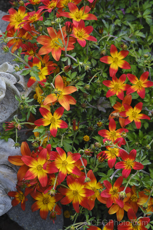 Bidens ferulifolia. Campfire 'Firewheel', a cultivar of an orange-red and yellow-flowered strain of a normally yellow-flowered, low, spreading, perennial daisy native to Mexico. bidens-3698htm'>Bidens.