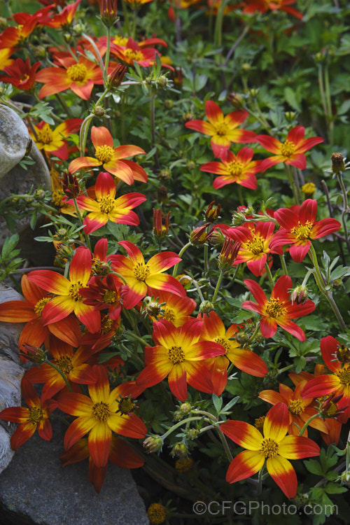 Bidens ferulifolia. Campfire 'Firewheel', a cultivar of an orange-red and yellow-flowered strain of a normally yellow-flowered, low, spreading, perennial daisy native to Mexico. bidens-3698htm'>Bidens.