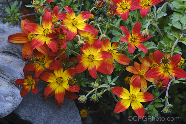 Bidens ferulifolia. Campfire 'Firewheel', a cultivar of an orange-red and yellow-flowered strain of a normally yellow-flowered, low, spreading, perennial daisy native to Mexico. bidens-3698htm'>Bidens.