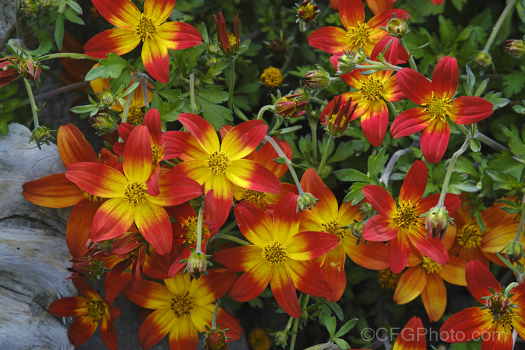 Bidens ferulifolia. Campfire 'Firewheel', a cultivar of an orange-red and yellow-flowered strain of a normally yellow-flowered, low, spreading, perennial daisy native to Mexico. bidens-3698htm'>Bidens.