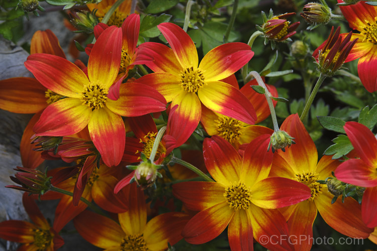 Bidens ferulifolia. Campfire 'Firewheel', a cultivar of an orange-red and yellow-flowered strain of a normally yellow-flowered, low, spreading, perennial daisy native to Mexico. bidens-3698htm'>Bidens.