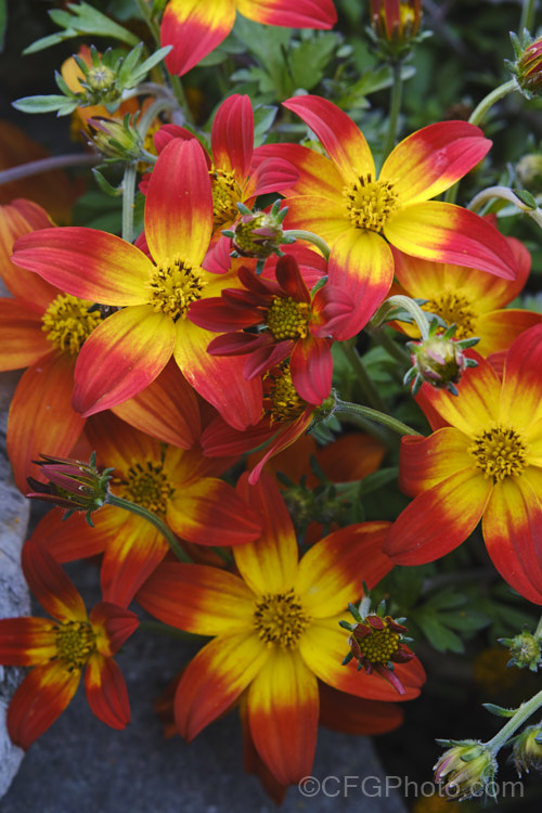 Bidens ferulifolia. Campfire 'Firewheel', a cultivar of an orange-red and yellow-flowered strain of a normally yellow-flowered, low, spreading, perennial daisy native to Mexico. bidens-3698htm'>Bidens.