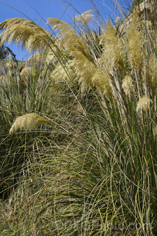 Toe. Toe (<i>Austroderia richardii [syn. Cortaderia richardii]), a 2-3m tall grass native to New Zealand It is superficially similar to the South American pampas grass (<i>Cortaderia selloana</i>) but has narrower leaves and less densely packed flower plumes. austroderia-3545htm'>Austroderia. .