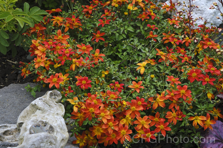 Bidens ferulifolia 'Campfire', an orange-red and yellow-flowered strain of a normally yellow-flowered, low, spreading, perennial daisy native to Mexico. bidens-3698htm'>Bidens.