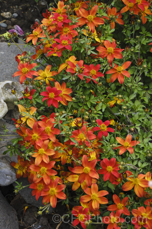 Bidens ferulifolia 'Campfire', an orange-red and yellow-flowered strain of a normally yellow-flowered, low, spreading, perennial daisy native to Mexico. bidens-3698htm'>Bidens.