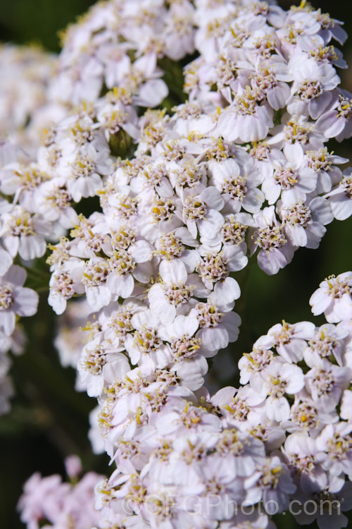 Common Yarrow (<i>Achillea millefolium</i>), a vigorous, summer-flowering, Eurasian perennial that has naturalised in many parts of the world. Although often considered a weed in its wild form, it has given rise to many garden cultivars and hybrids. Yarrow also has many traditional herbal uses. Order: Asterales, Family: Asteraceae