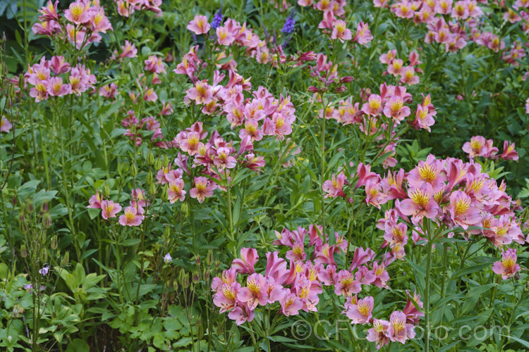 One of the many flower colour forms of the Alstroemeria. Ligtu. Hybrids (<i>Alstroemeria ligtu x Alstroemeria haemantha</i>). This group of variably coloured hybrids is available in both named forms and seedling strains. They seed profusely and can be slightly invasive. alstroemeria-2321htm'>Alstroemeria.