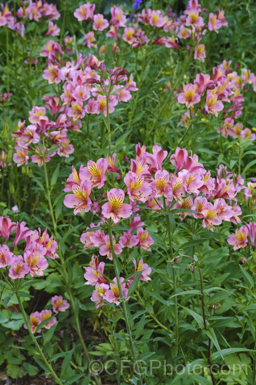 One of the many flower colour forms of the Alstroemeria. Ligtu. Hybrids (<i>Alstroemeria ligtu x Alstroemeria haemantha</i>). This group of variably coloured hybrids is available in both named forms and seedling strains. They seed profusely and can be slightly invasive. alstroemeria-2321htm'>Alstroemeria.