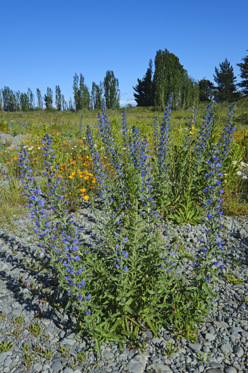 Viper's Bugloss (<i>Echium vulgare</i>), a European biennial that grows to around 90cm tall It often occurs as a wildflower on stony ground and is popular with apiarists as a nectar source. echium-2237htm'>Echium.