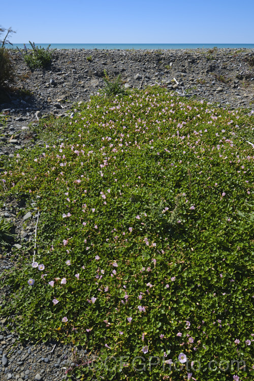 Shore Bindweed, Shore Convolvulus or Shore Morning Glory (<i>Calystegia soldanella [syn. Convolvulus soldanella]), a small, creeping, carpeting, summer-flowering perennial vine that occurs in coastal regions in temperate regions of both hemispheres