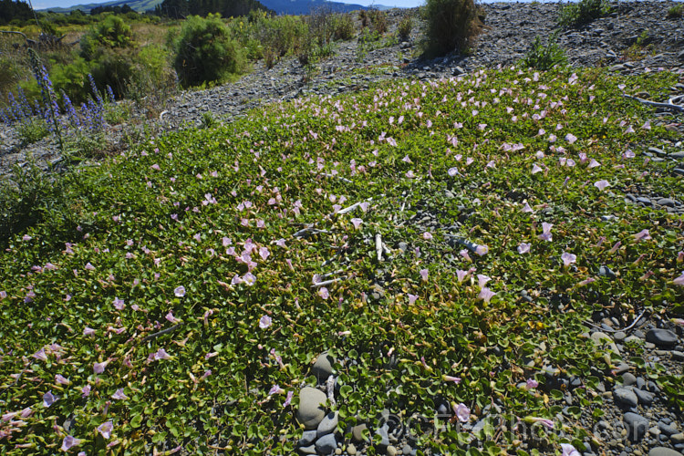 Shore Bindweed, Shore Convolvulus or Shore Morning Glory (<i>Calystegia soldanella [syn. Convolvulus soldanella]), a small, creeping, carpeting, summer-flowering perennial vine that occurs in coastal regions in temperate regions of both hemispheres