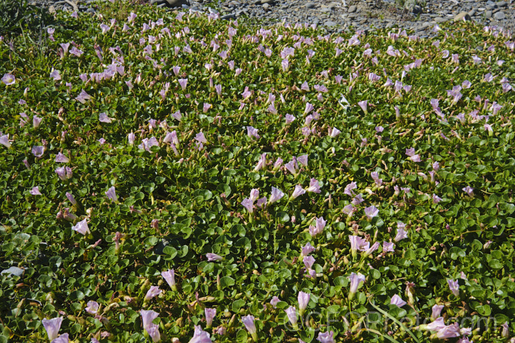 Shore Bindweed, Shore Convolvulus or Shore Morning Glory (<i>Calystegia soldanella [syn. Convolvulus soldanella]), a small, creeping, carpeting, summer-flowering perennial vine that occurs in coastal regions in temperate regions of both hemispheres