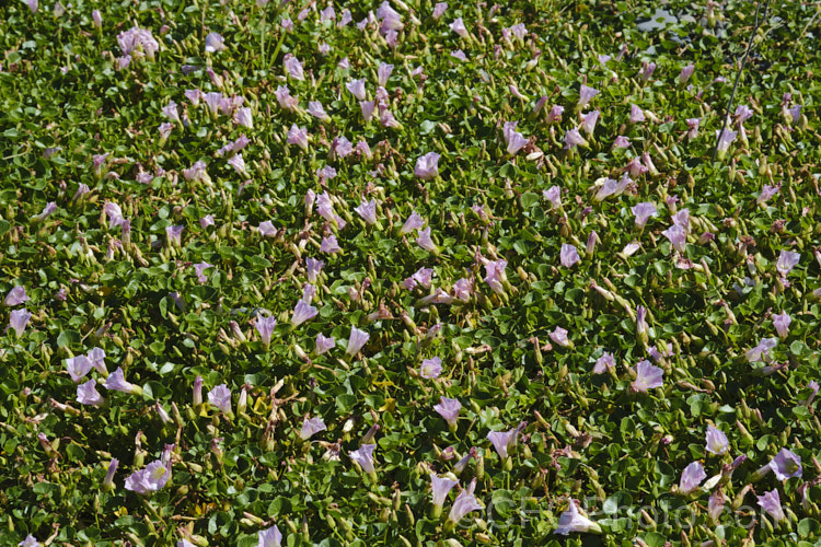 Shore Bindweed, Shore Convolvulus or Shore Morning Glory (<i>Calystegia soldanella [syn. Convolvulus soldanella]), a small, creeping, carpeting, summer-flowering perennial vine that occurs in coastal regions in temperate regions of both hemispheres