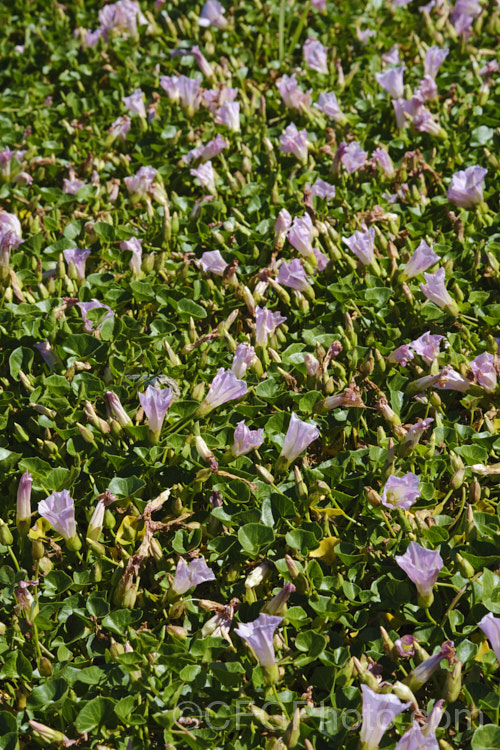 Shore Bindweed, Shore Convolvulus or Shore Morning Glory (<i>Calystegia soldanella [syn. Convolvulus soldanella]), a small, creeping, carpeting, summer-flowering perennial vine that occurs in coastal regions in temperate regions of both hemispheres