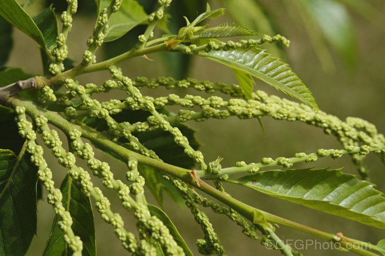 The flower buds and summer foliage of the Edible Chestnut or Sweet Chestnut (<i>Castanea sativa</i>) with developing fruit burrs, each of which contains 1-5 nuts. This 40m tall deciduous tree is native to southern Europe, North Africa and western Asia. castanea-2419htm'>Castanea. Order: Fagales, Family: Fagaceae