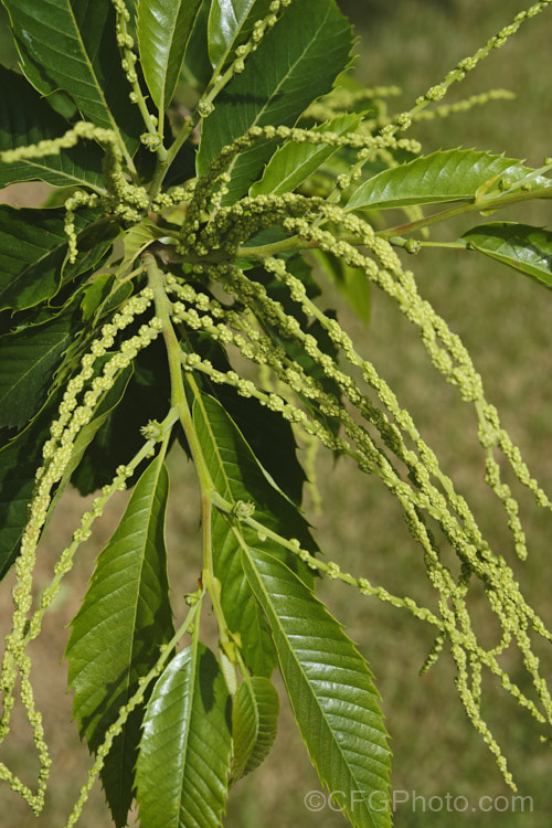 The flower buds and summer foliage of the Edible Chestnut or Sweet Chestnut (<i>Castanea sativa</i>) with developing fruit burrs, each of which contains 1-5 nuts. This 40m tall deciduous tree is native to southern Europe, North Africa and western Asia. castanea-2419htm'>Castanea. Order: Fagales, Family: Fagaceae