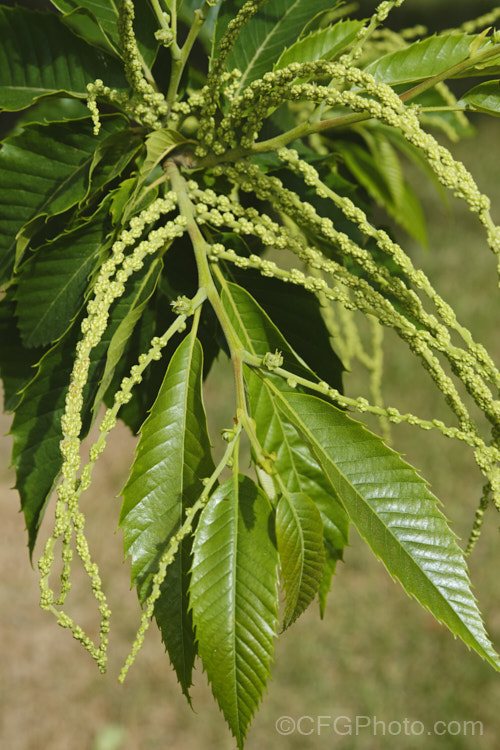 The flower buds and summer foliage of the Edible Chestnut or Sweet Chestnut (<i>Castanea sativa</i>) with developing fruit burrs, each of which contains 1-5 nuts. This 40m tall deciduous tree is native to southern Europe, North Africa and western Asia. castanea-2419htm'>Castanea. Order: Fagales, Family: Fagaceae