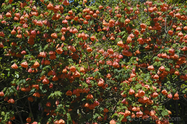 <i>Abutilon x hybridum</i> 'Orange King' (syn 'Eclipse'), one of the many shrubby hybrid abutilons. Formerly known as <i>Abutilon x darwinii</i>, the origins of these hybrids are unclear, though <i>Abutilon pictum</i> is present in their parentage. Most grow to around 2.4m high and wide. Order: Malvales, Family: Malvaceae