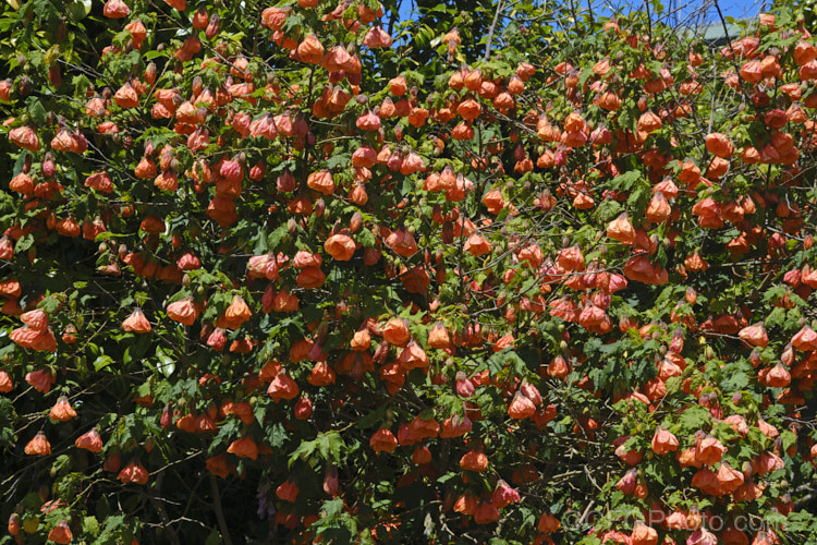 <i>Abutilon x hybridum</i> 'Orange King' (syn 'Eclipse'), one of the many shrubby hybrid abutilons. Formerly known as <i>Abutilon x darwinii</i>, the origins of these hybrids are unclear, though <i>Abutilon pictum</i> is present in their parentage. Most grow to around 2.4m high and wide. Order: Malvales, Family: Malvaceae