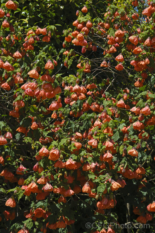 <i>Abutilon x hybridum</i> 'Orange King' (syn 'Eclipse'), one of the many shrubby hybrid abutilons. Formerly known as <i>Abutilon x darwinii</i>, the origins of these hybrids are unclear, though <i>Abutilon pictum</i> is present in their parentage. Most grow to around 2.4m high and wide. Order: Malvales, Family: Malvaceae