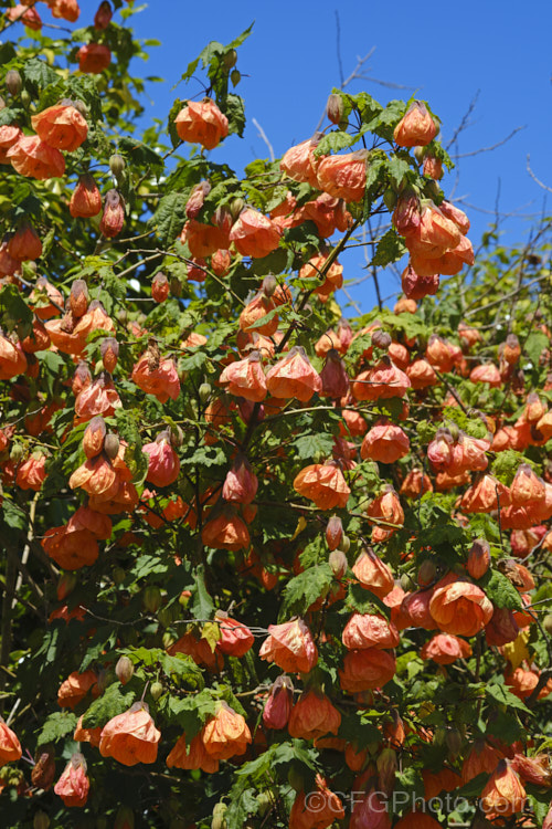 <i>Abutilon x hybridum</i> 'Orange King' (syn 'Eclipse'), one of the many shrubby hybrid abutilons. Formerly known as <i>Abutilon x darwinii</i>, the origins of these hybrids are unclear, though <i>Abutilon pictum</i> is present in their parentage. Most grow to around 2.4m high and wide. Order: Malvales, Family: Malvaceae