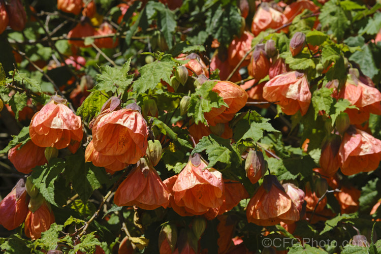 <i>Abutilon x hybridum</i> 'Orange King' (syn 'Eclipse'), one of the many shrubby hybrid abutilons. Formerly known as <i>Abutilon x darwinii</i>, the origins of these hybrids are unclear, though <i>Abutilon pictum</i> is present in their parentage. Most grow to around 2.4m high and wide. Order: Malvales, Family: Malvaceae