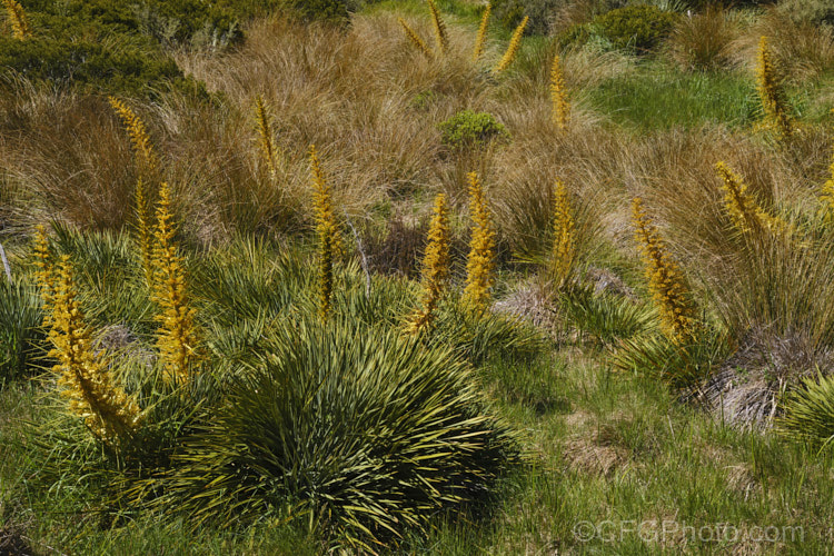 Golden Speargrass or Golden Spaniard (<i>Aciphylla aurea</i>), a tough subalpine to alpine perennial from the southern North Island and South Island of New Zealand. The foliage rosettes are up to 1m wide and the leaves are tipped with fierce spines. The flower stems, which develop in summer, are up to 25m tall