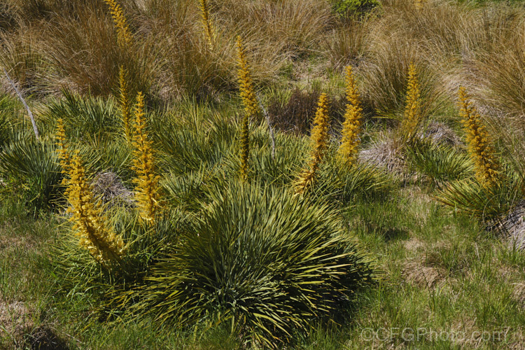 Golden Speargrass or Golden Spaniard (<i>Aciphylla aurea</i>), a tough subalpine to alpine perennial from the southern North Island and South Island of New Zealand. The foliage rosettes are up to 1m wide and the leaves are tipped with fierce spines. The flower stems, which develop in summer, are up to 25m tall